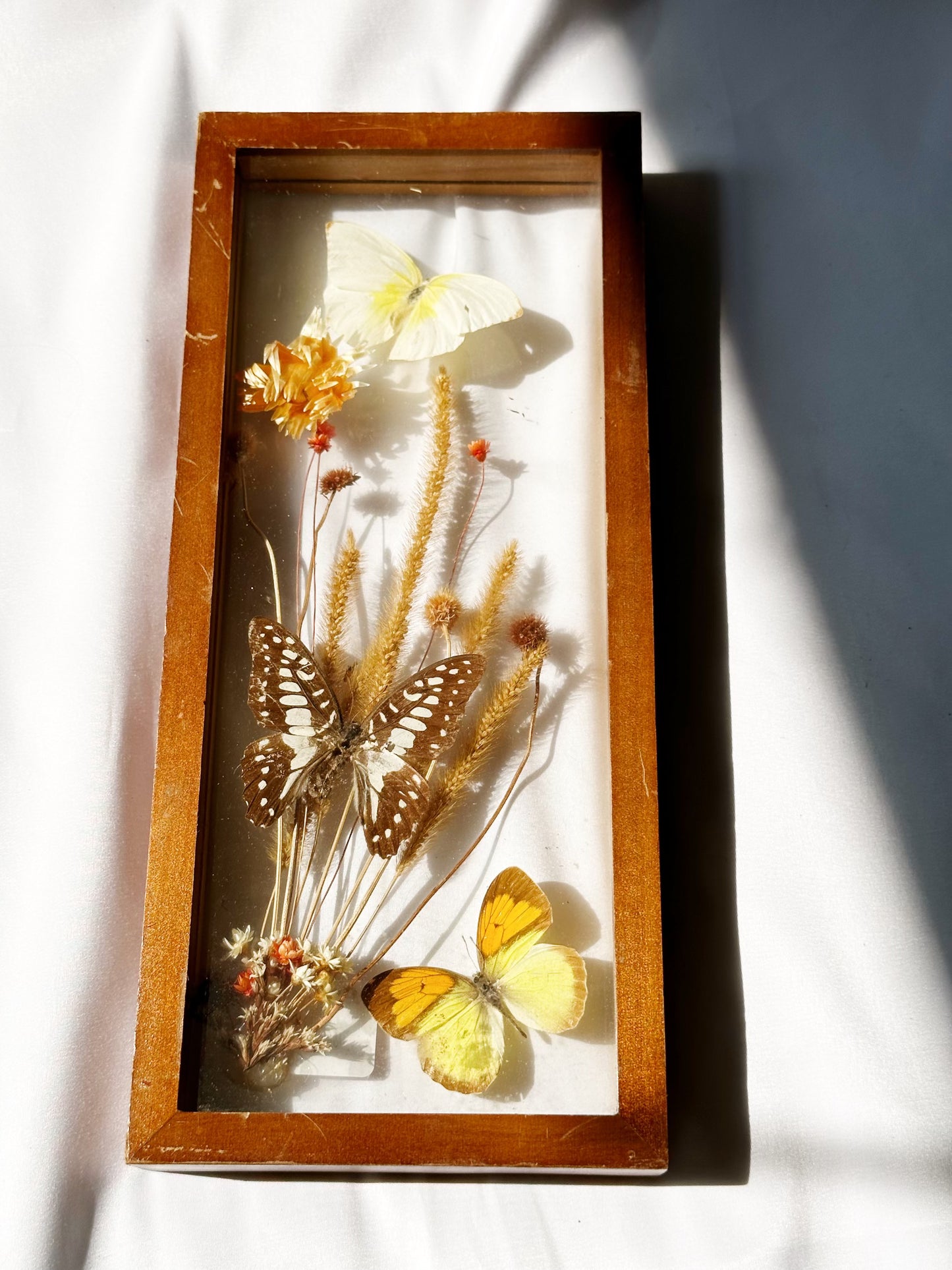 Pressed Butterfly Artwork