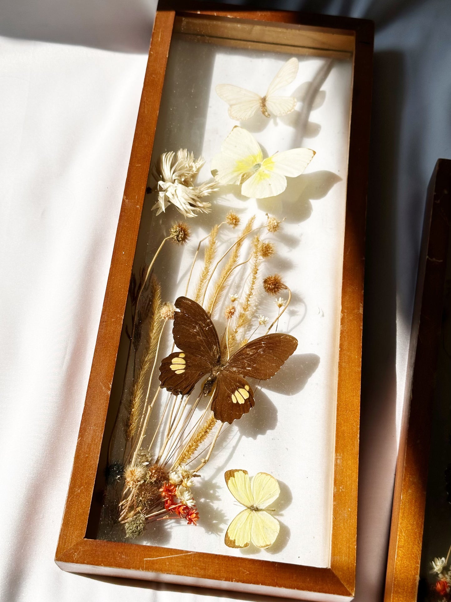 Pressed Butterfly Artwork